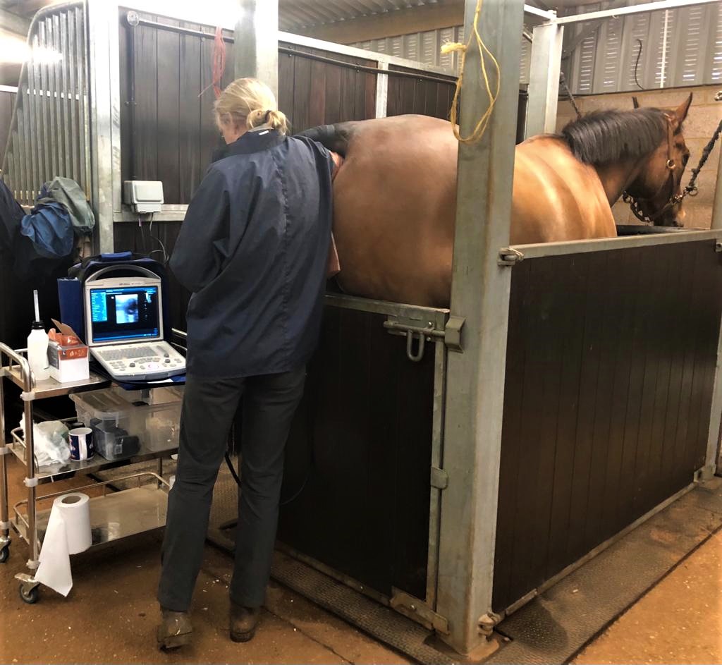 Equine Performance Medicine